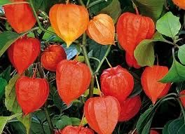 Physalis alkekengi Miechunka