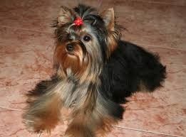 York Yorkshire terrier jeden trzech Muszkieterów chip paszport wyprawk