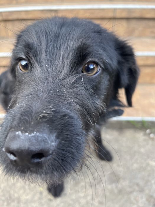 Шукаємо господарів терміново!!!