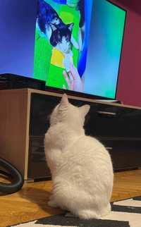 Biała kotka szuka domu