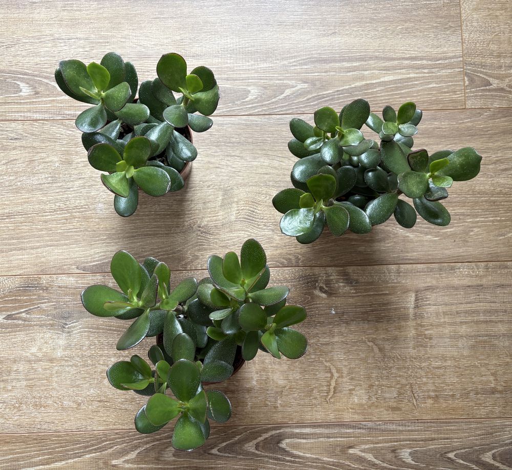 Grubosz crassula ovata