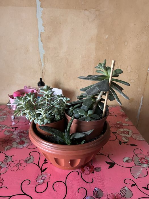 Продам вазон СУКУЛЕНТОВ