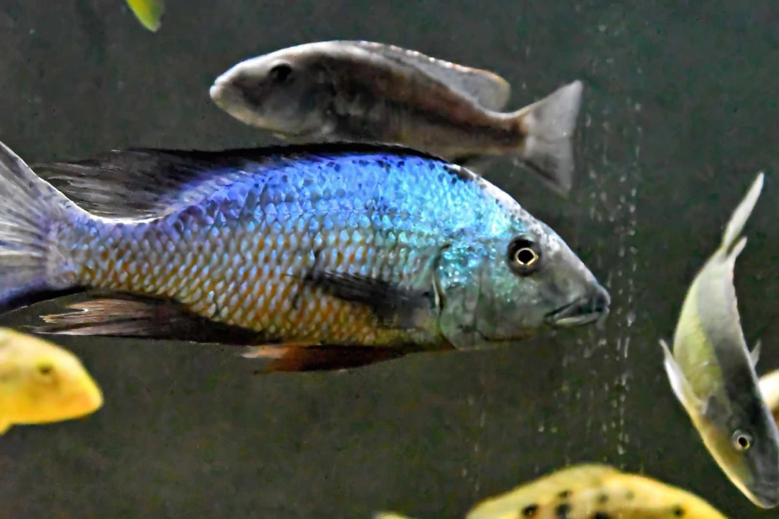 Fossorochromis rostratus samiec