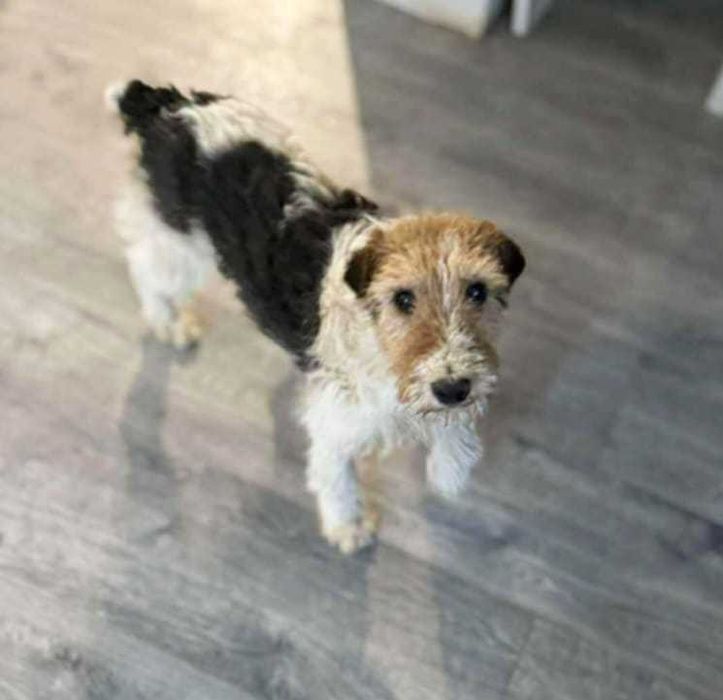 Kochany, zabrany z patologicznego miejsca piesek foxterier szuka domu