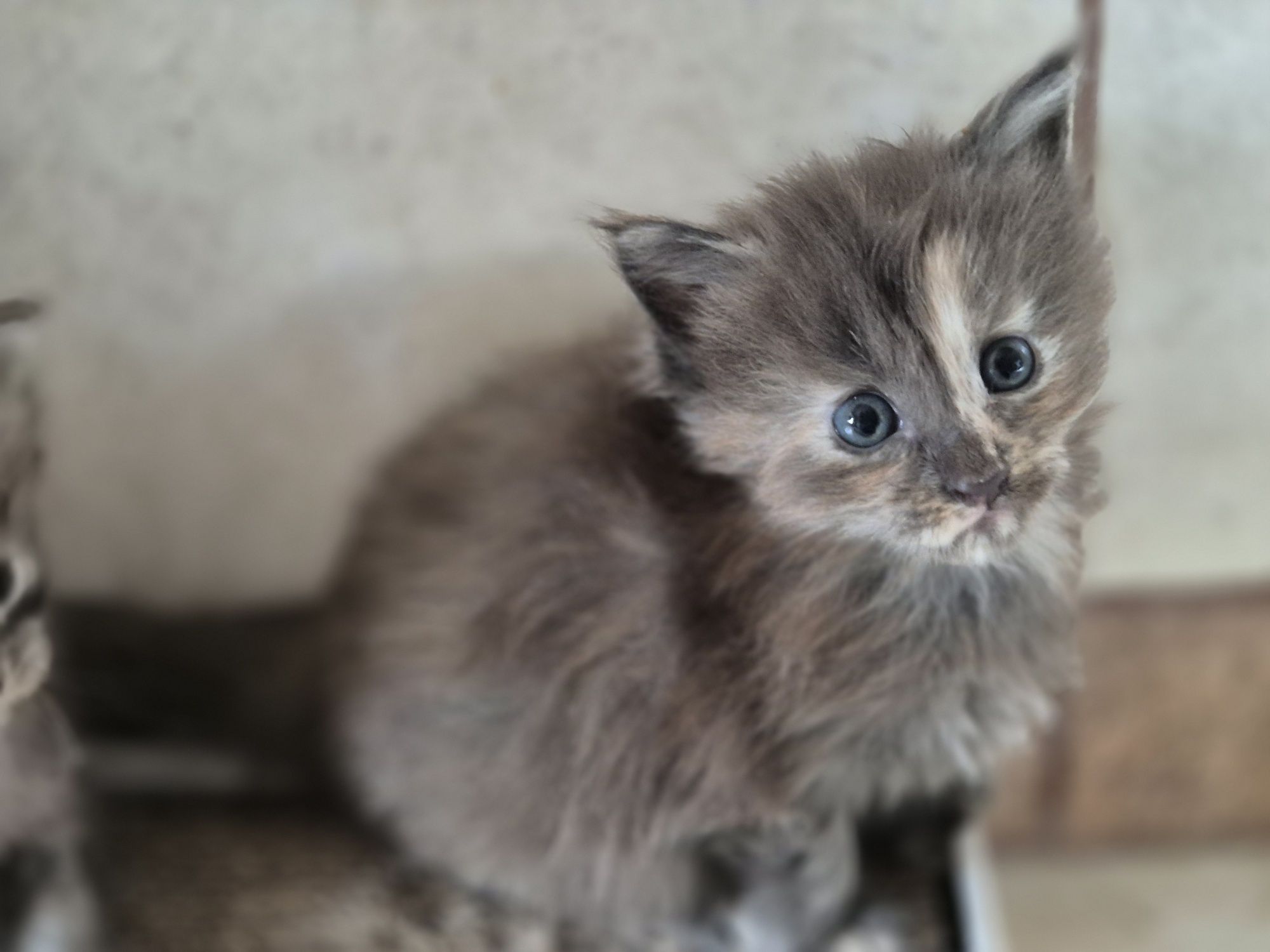 Kotek Maine coon rezerwacja Odbiór październik