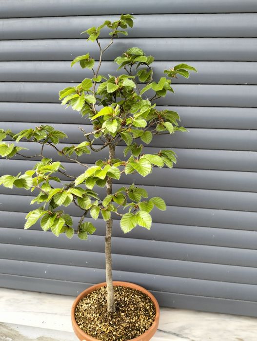 Pré bonsai fagus sylvatica