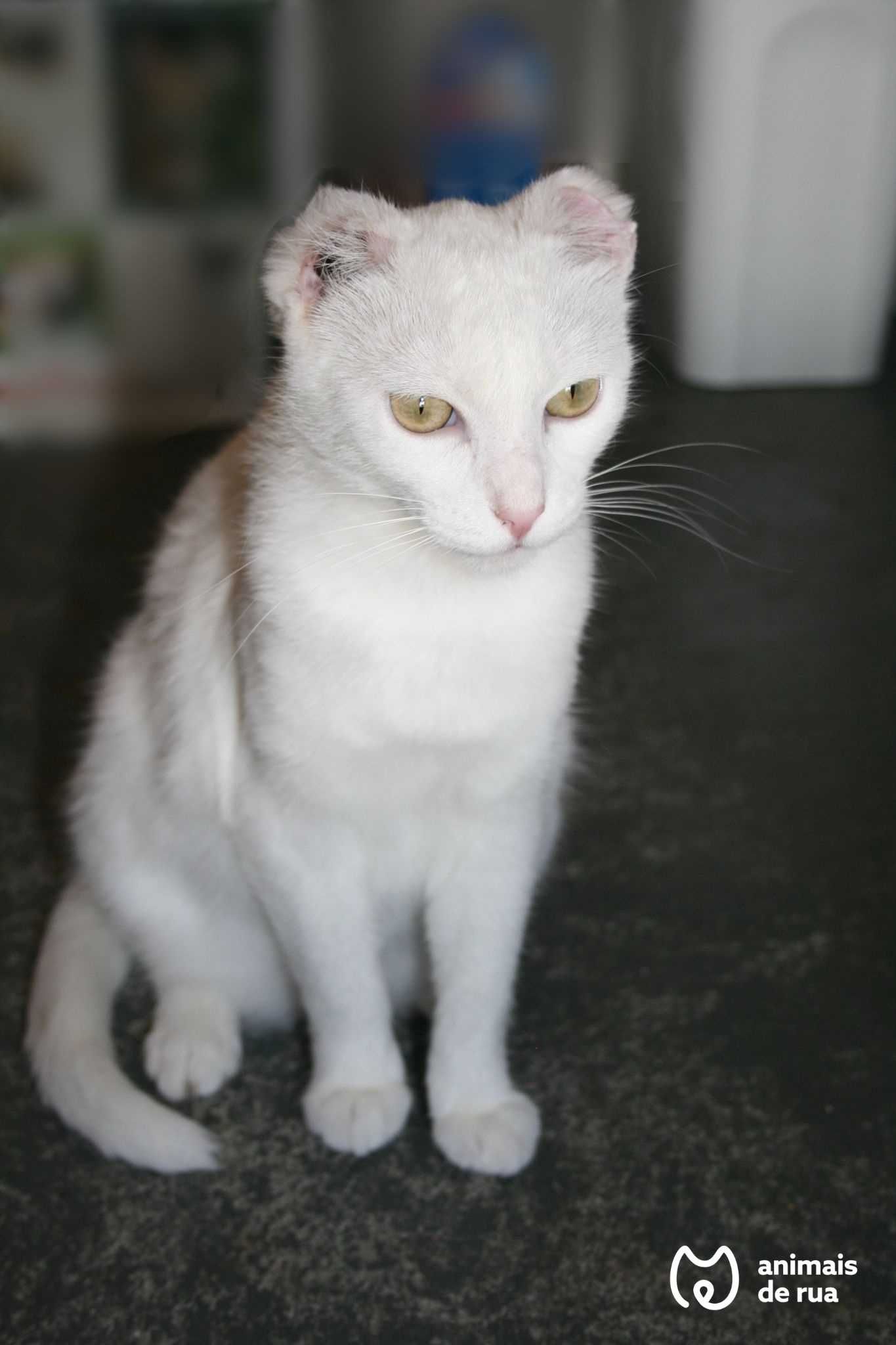 Lua | Para Adoção