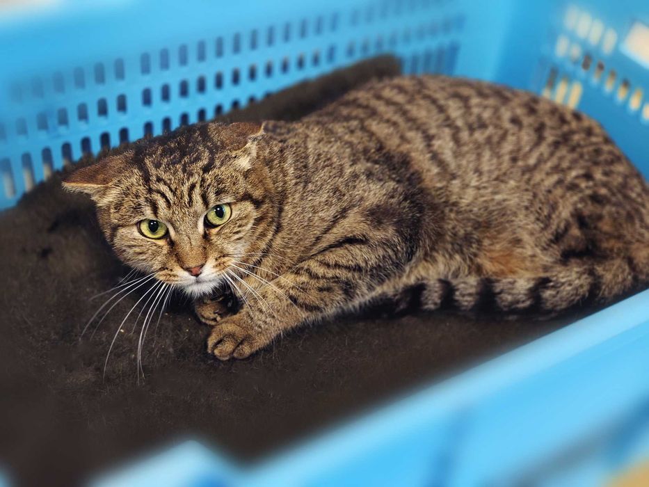 М"якенький смугастик, скромний котик Поль, кіт 1 рік