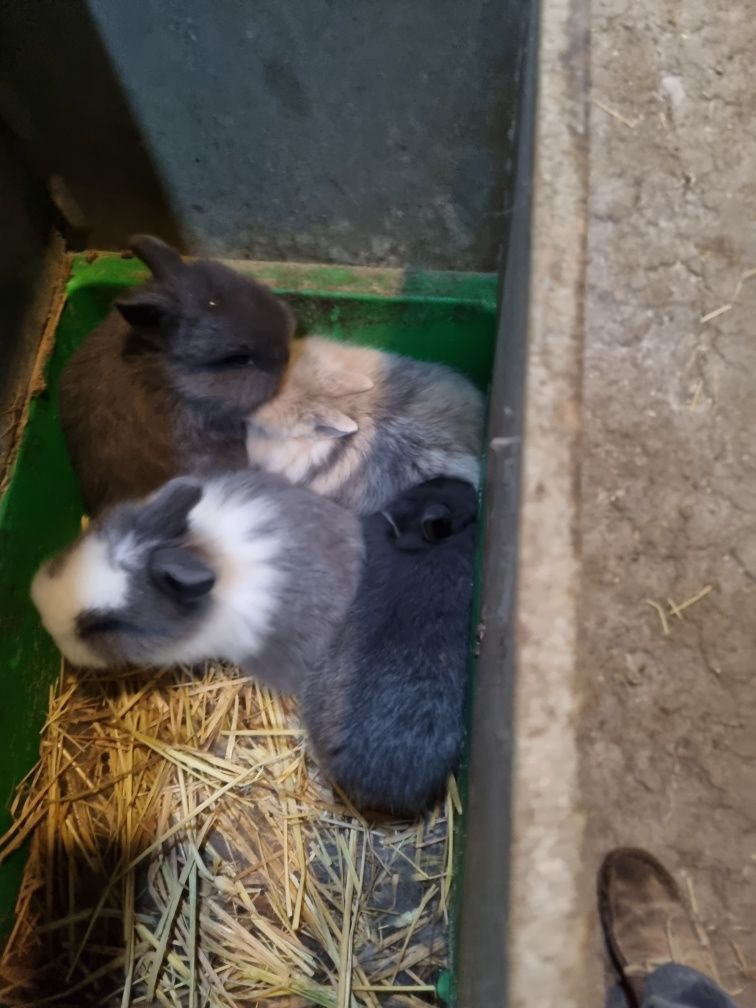 Coelhos anoes mini lop(orelhudo) e mini holandeses do criador