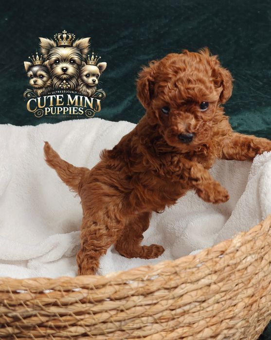 Piękny pudel toy Red chłopczyk