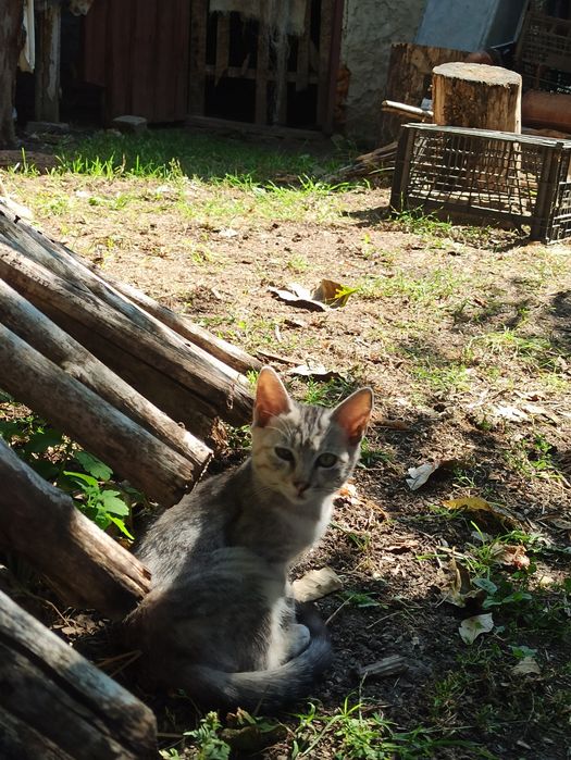 Котики безкоштовно