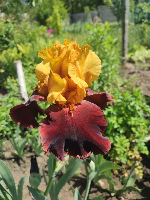 Іриси різних кольорів