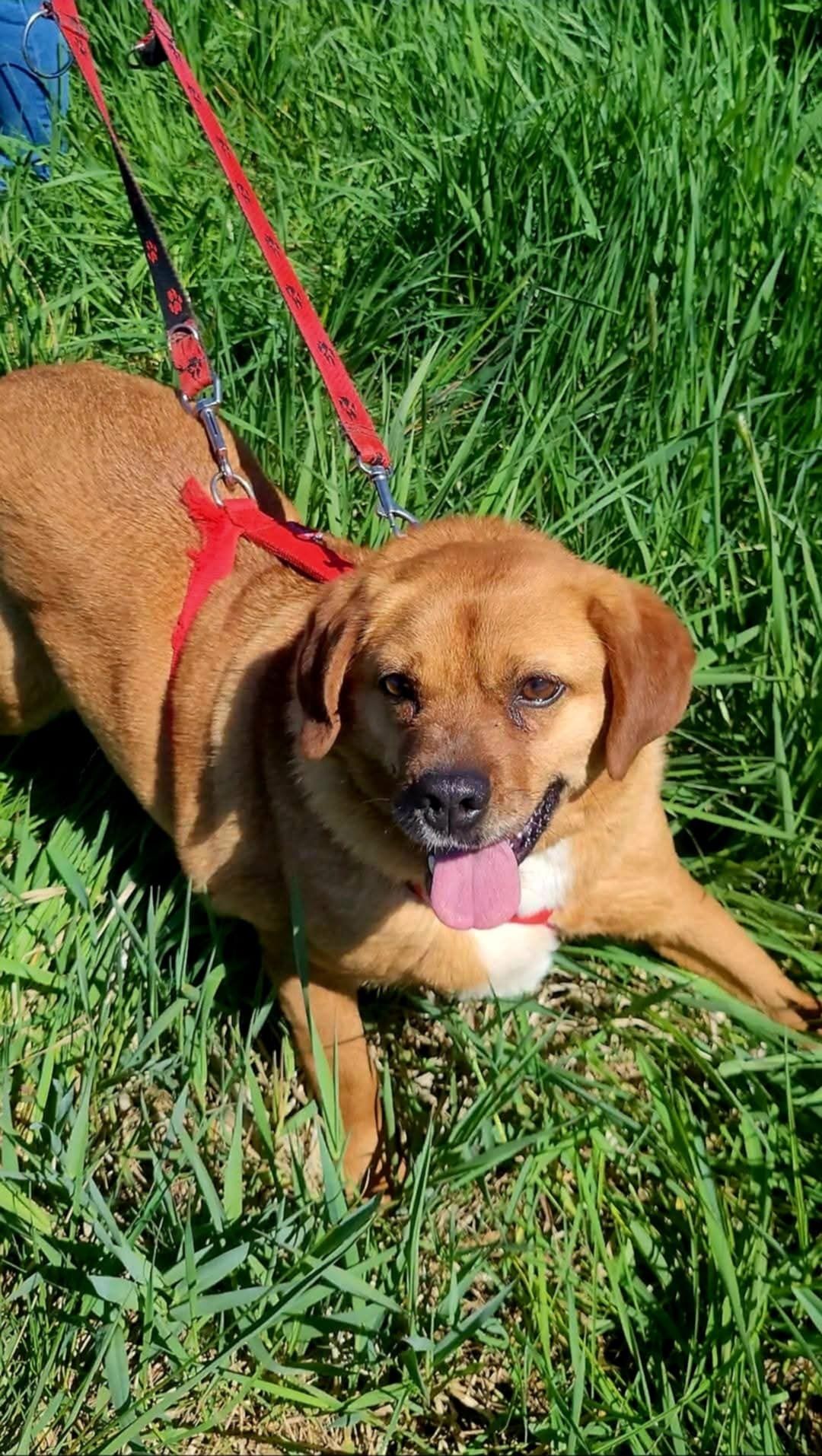 Ruda sunia o uszkach jak beagle do adopcji