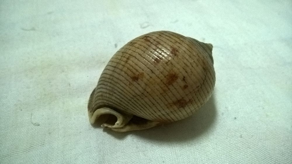 Búzio castanho redondo NOVO