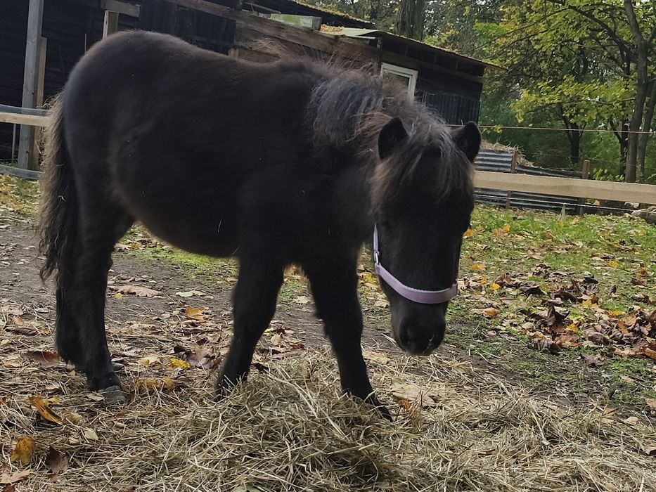 Zamienię źrebaka ogierka