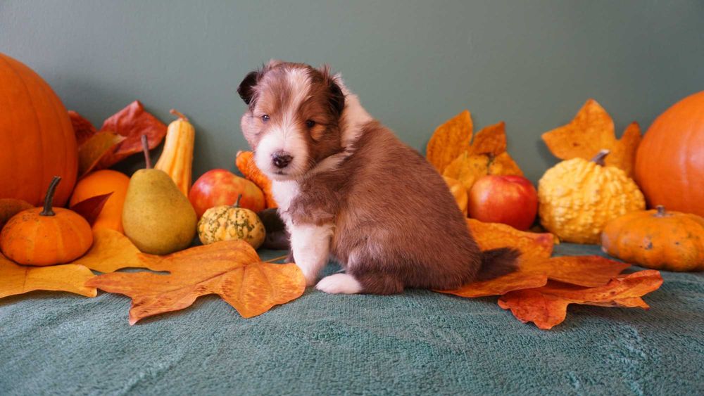 Owczarek szetlandzki sheltie śniady piesek