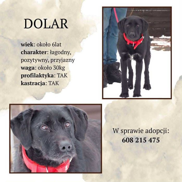 Dolar - pies na medal!  Dom na już potrzebny!!!