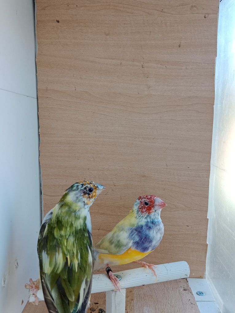 Casais de diamante de gould