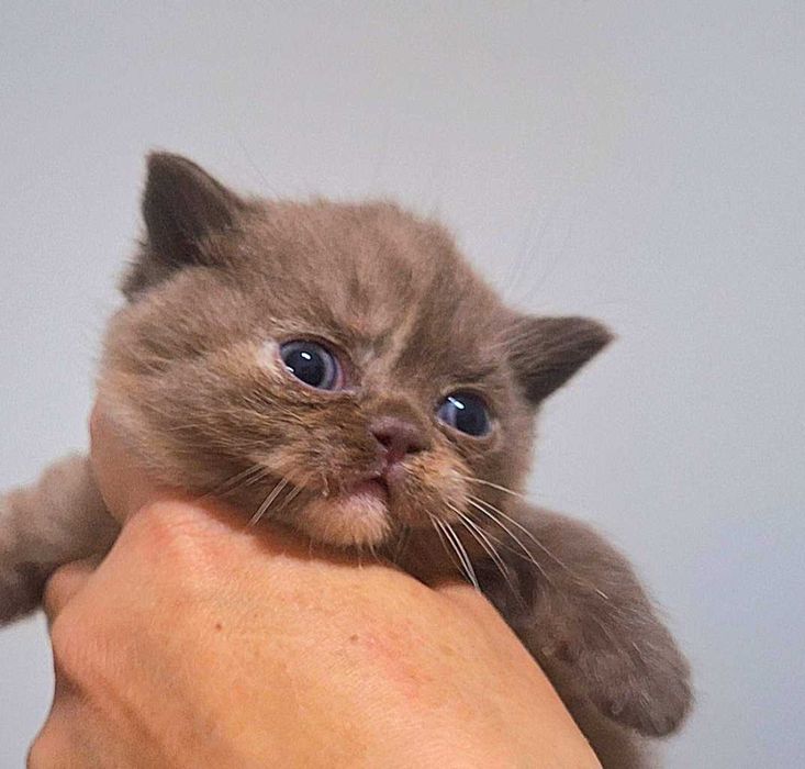 Kot Brytyjski  CZARNY  Rodowód PZF/WCF