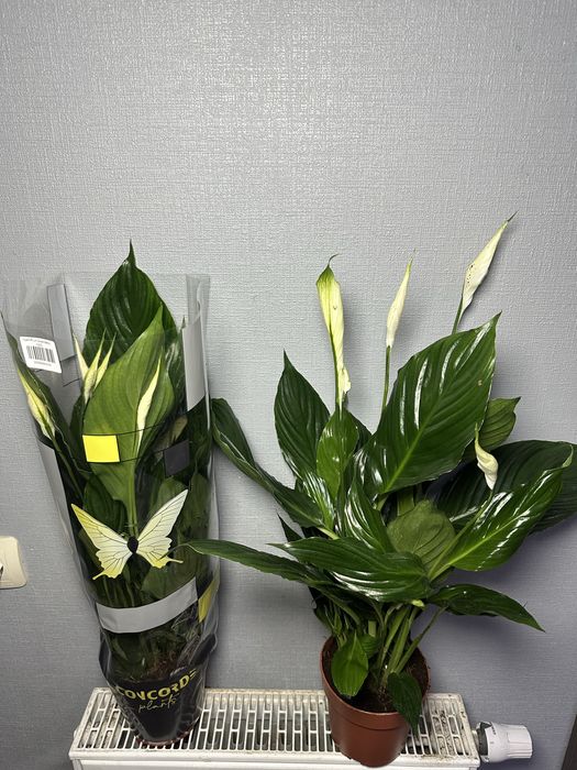 Стреліція Епіпремнум Маранта Плющ Спатифілум Даймонд Фікус Калатея