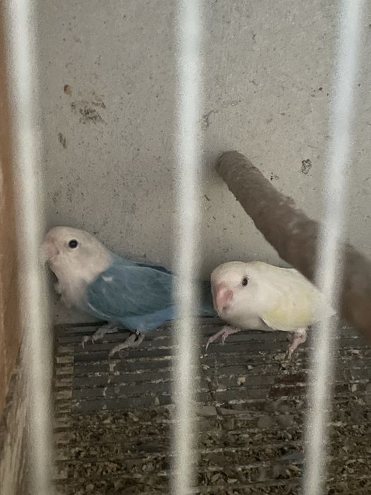 Casal reprodutor roseicollis