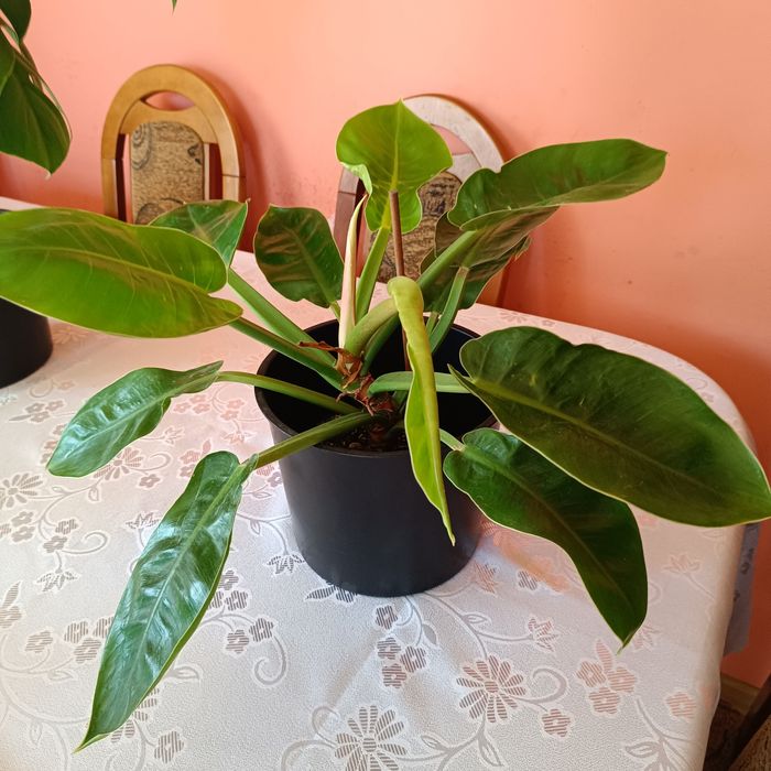 Piękny filodendron grej