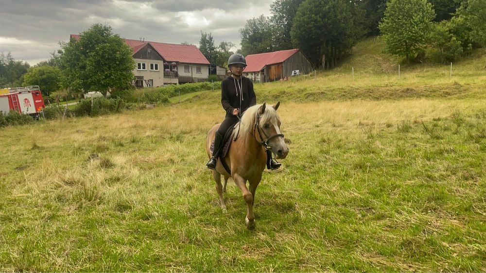 Sprzedam klacz rasy Haflinger