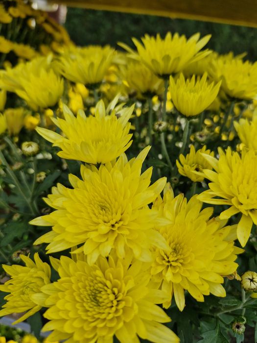 Chryzantemy na wszystkich świętych, chryzantema w doniczce