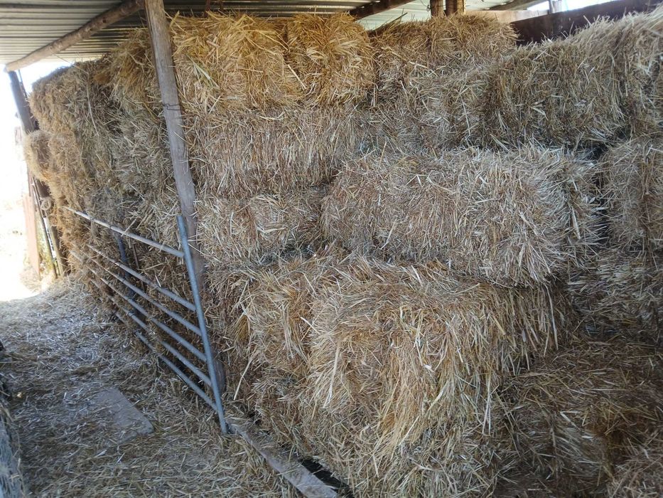 Feno 2025 aveia e trigo