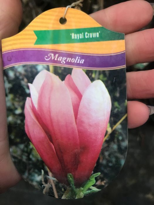 MAGNOLIA Gennie Cena 85 zł