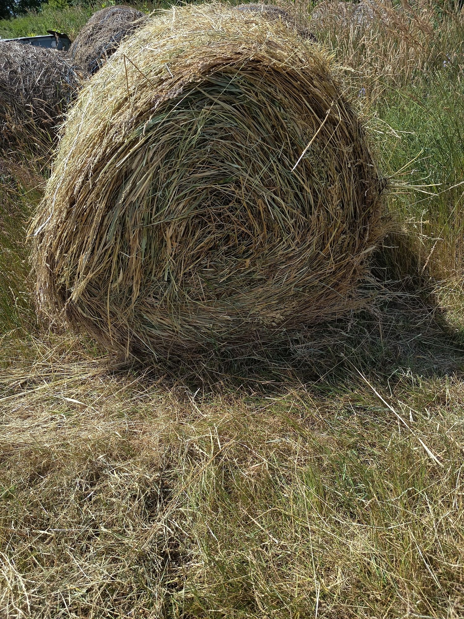 Siano w belach z łąk natura