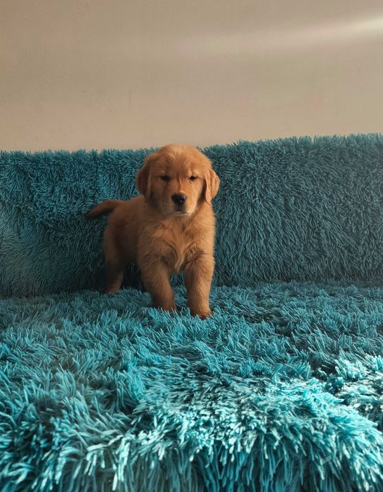GOLDEN RETRIEVER-po champ., ciemnozłote, amerykańskie linie ZKwP/ FCI