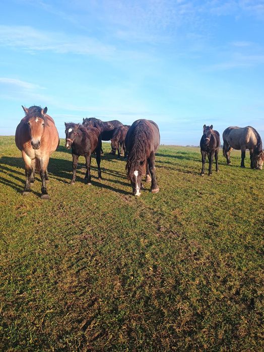 Sprzedam konie zimnokrwiste  .