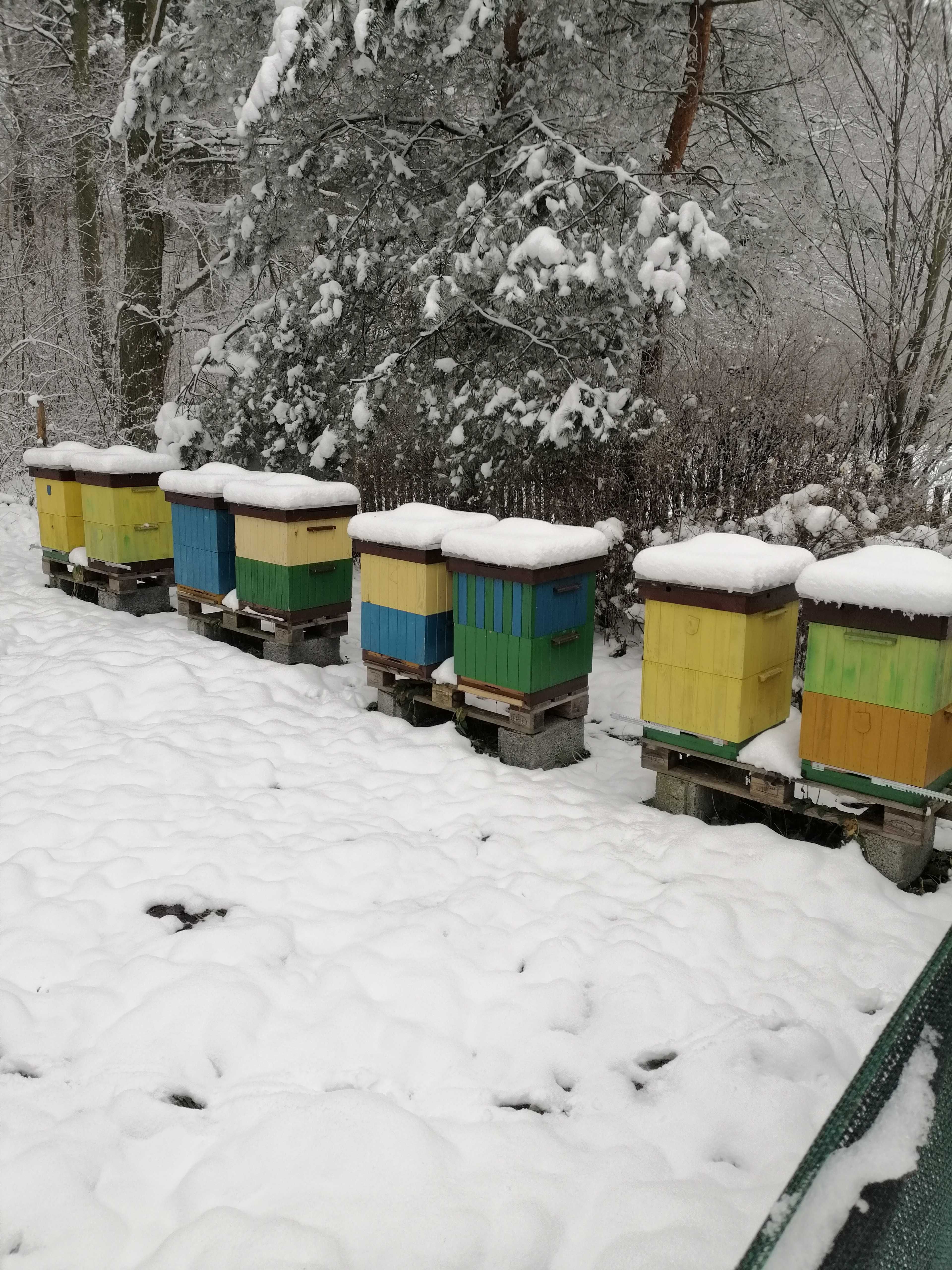 Przezimowane rodziny pszczele i Miód na Sprzedaż
