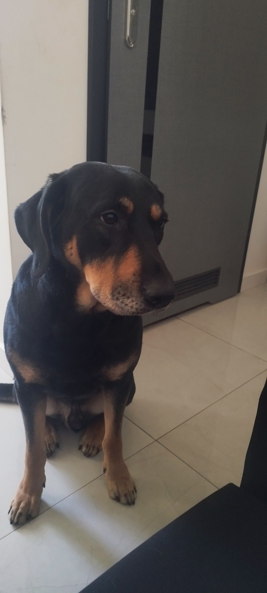 Oddam psa w dobre ręce