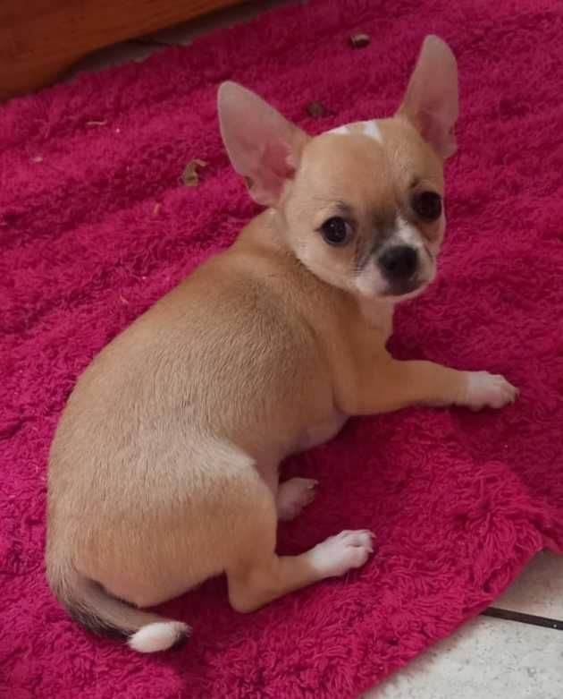 Śliczny piesek Chihuahua