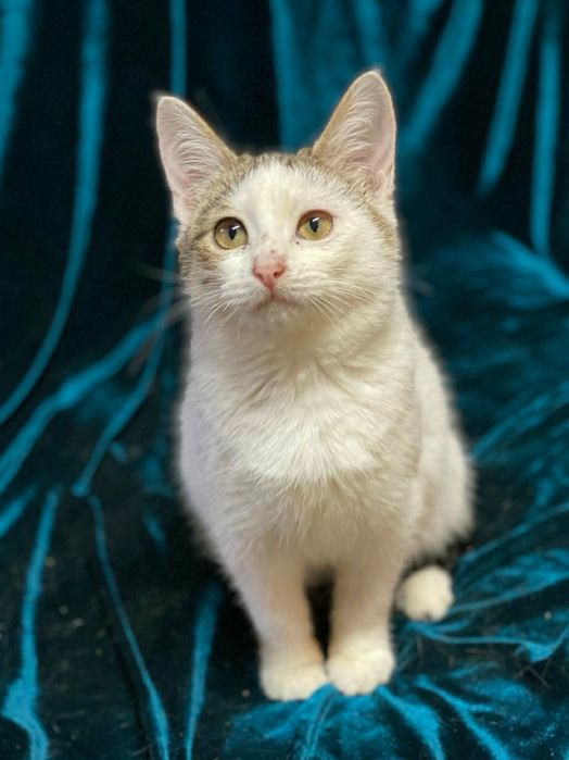 Отдам даром в добрые руки полосато-белую кошечку