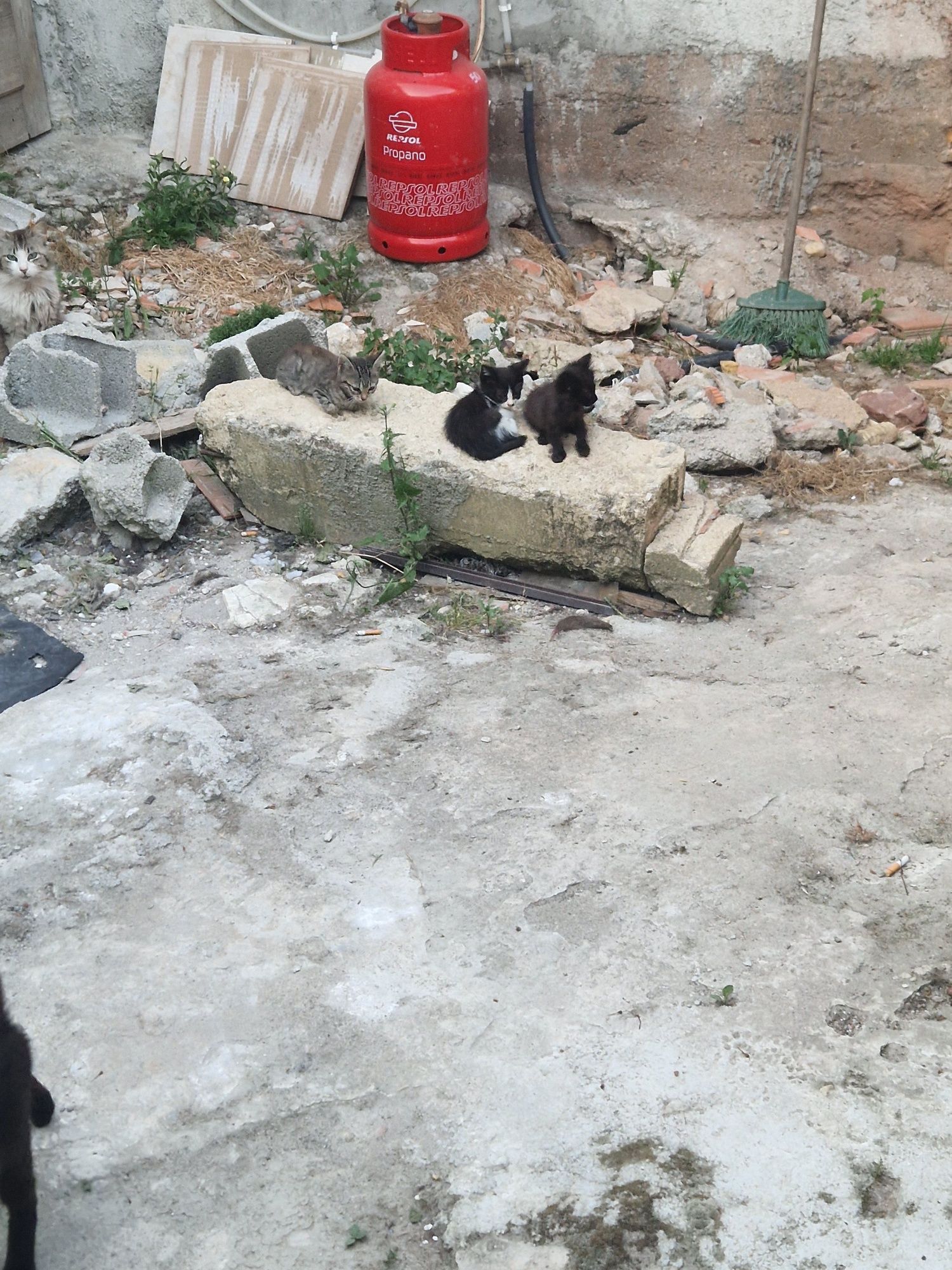 Dou gatinhos bebs