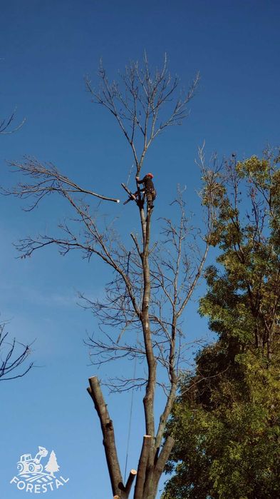 Wycinka Drzew Czyszczenie działek Mulczer Wgłębny Rekultywacja