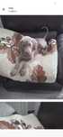 Wyżeł Weimarski krótkowłosy – szczeniaki z hodowli SILVER WEIMARANER
