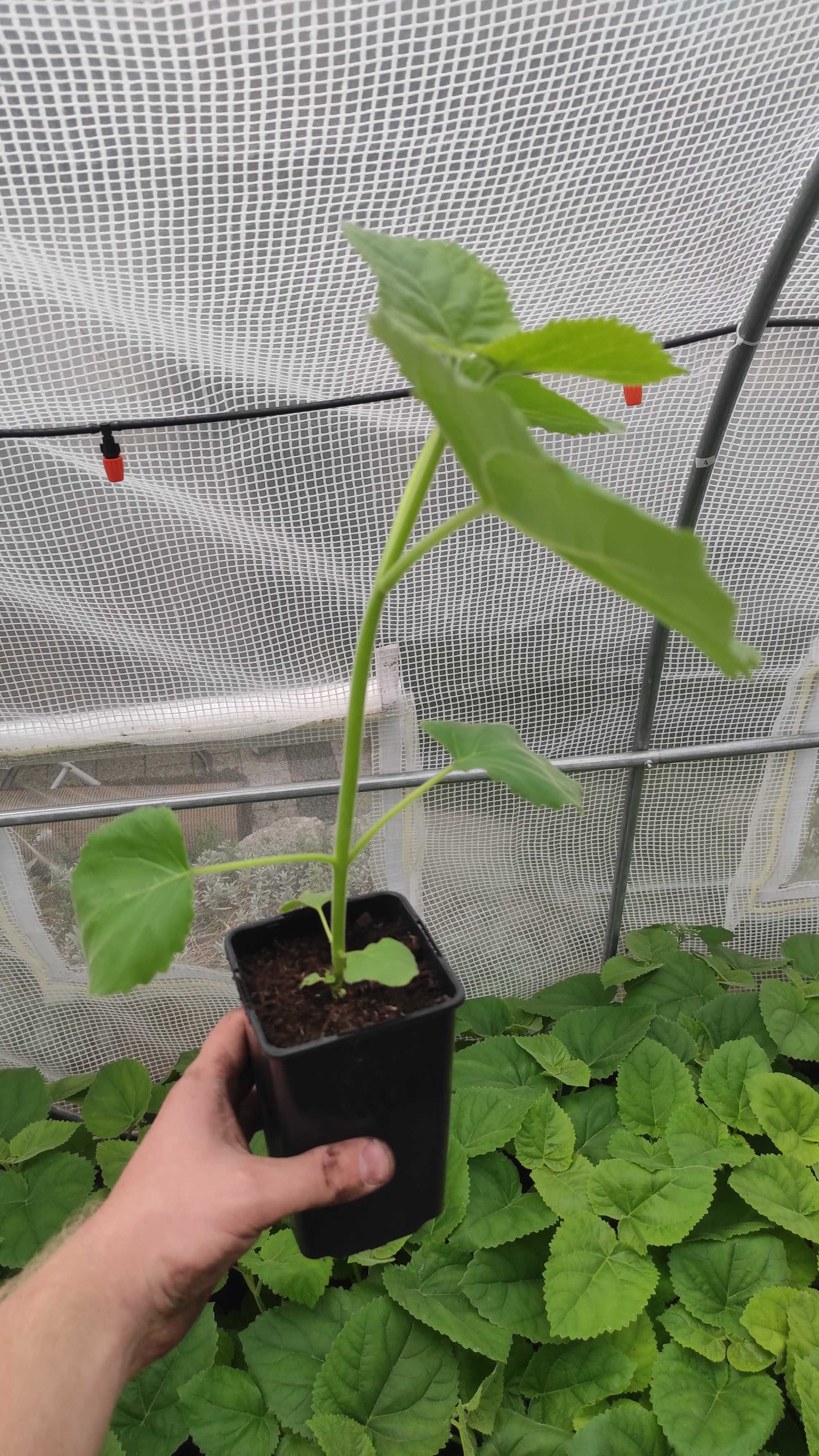 Drzewo Tlenowe / Oxytree / Paulownia Shan Tong