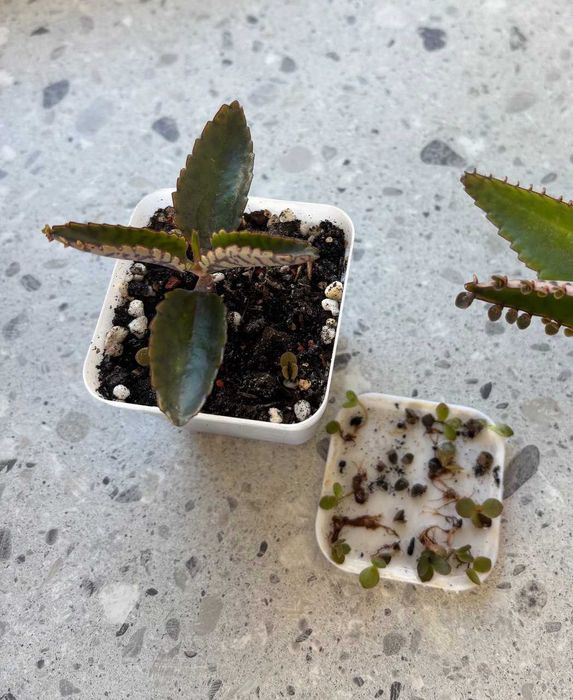 Żyworódka Kalanchoe Rozmnóżki Sadzonki kwiat doniczkowy