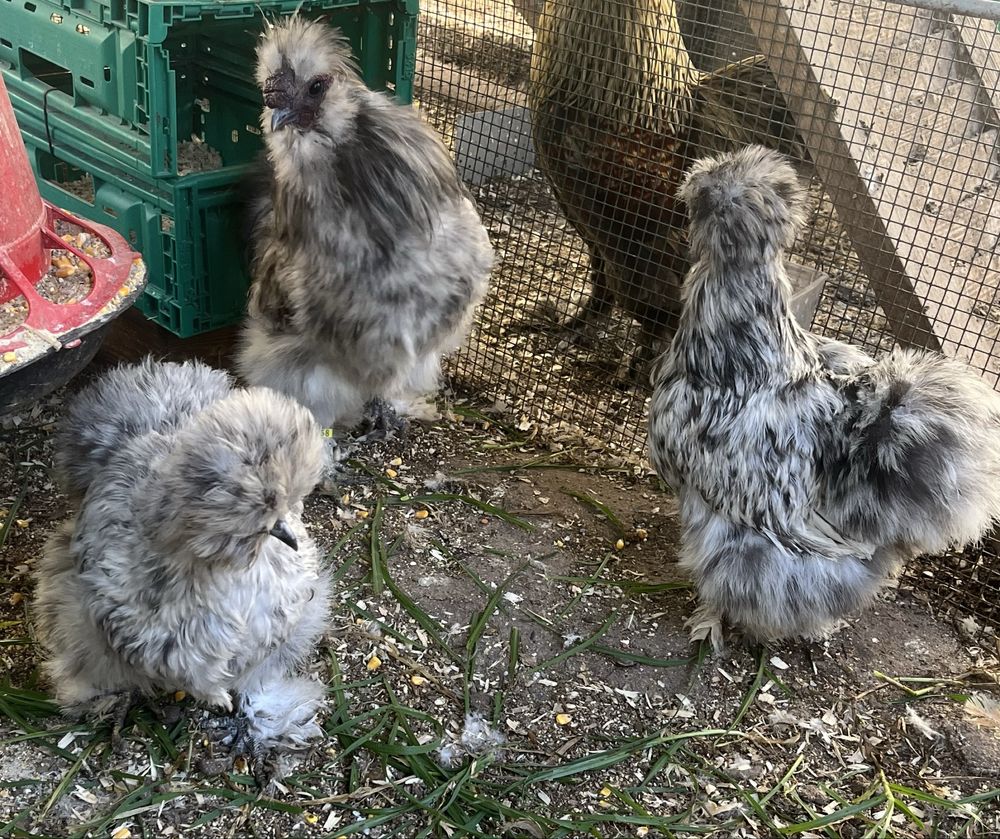 Ovos de Sedosas e Brahmas disponiveis