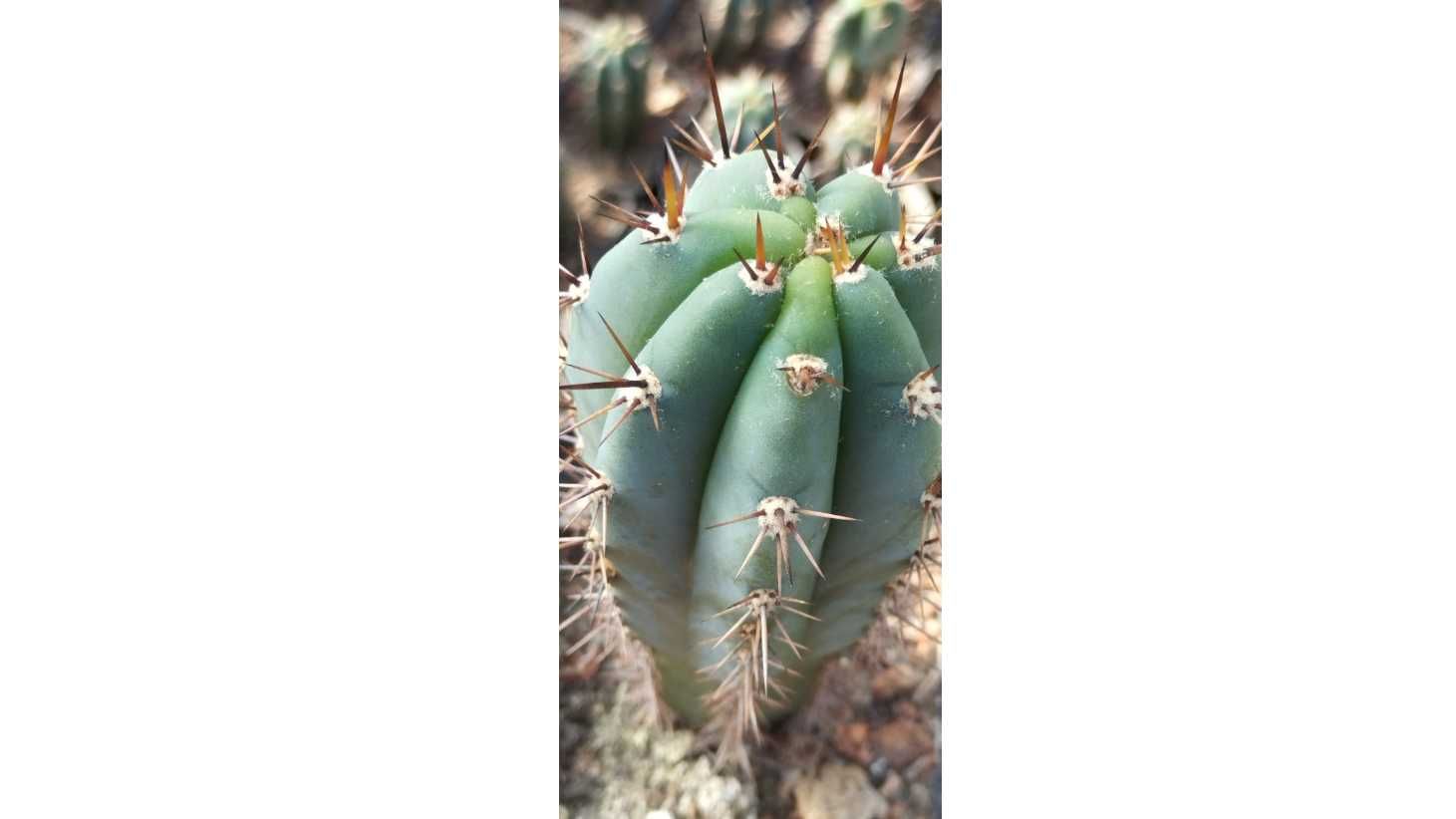 Trichocereus p kaktus kuzyn San Pedro z Peru plus gratisy