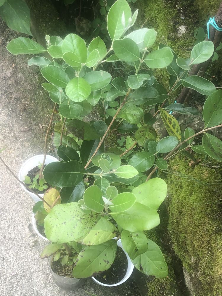 Planta de feijão