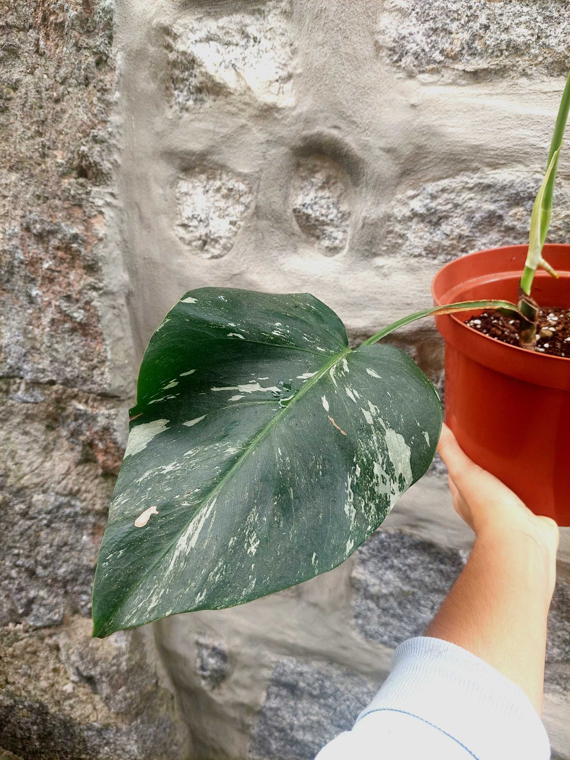 Planta Monstera albo variegata