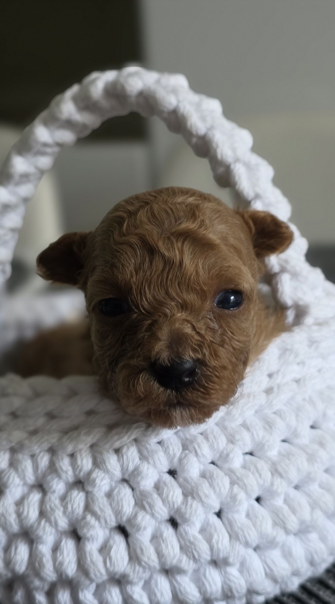 Maltipoo **Urocza**Sunia Do Rezerwacji**