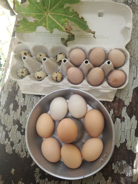 Ovos de galinha biológicos e solo