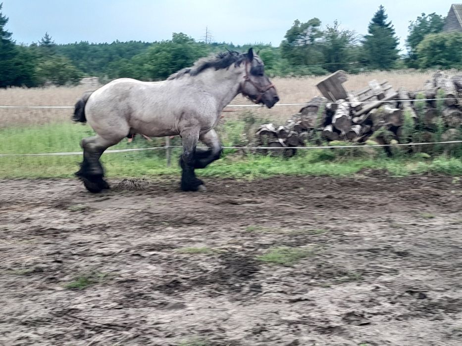 Sprzedam ogiera Belgijskiego.