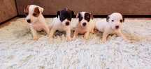 Suczka Jack Russell Terier